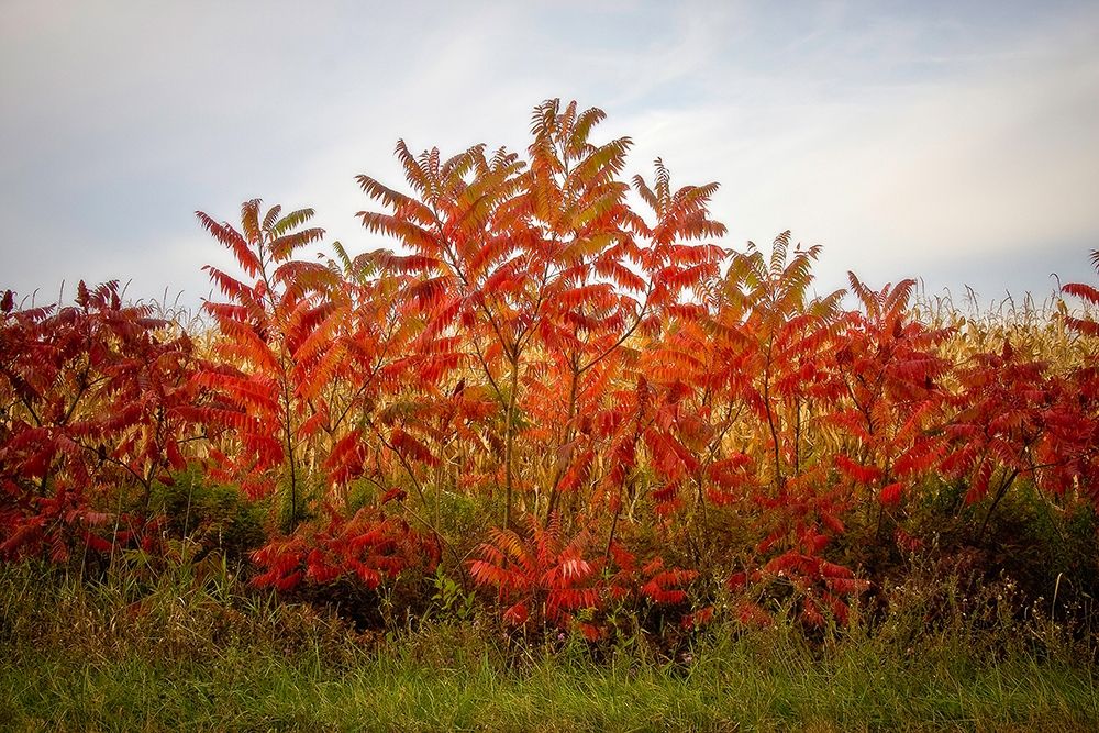 Autumn Sumac art print by George Cannon for $57.95 CAD