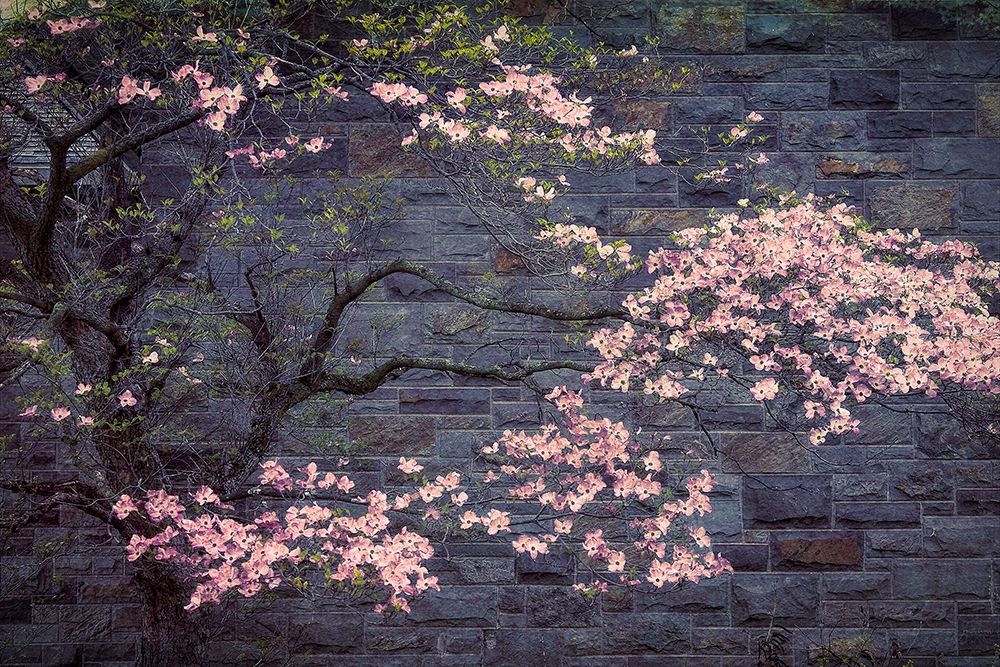 Dogwood in Pink art print by George Cannon for $57.95 CAD