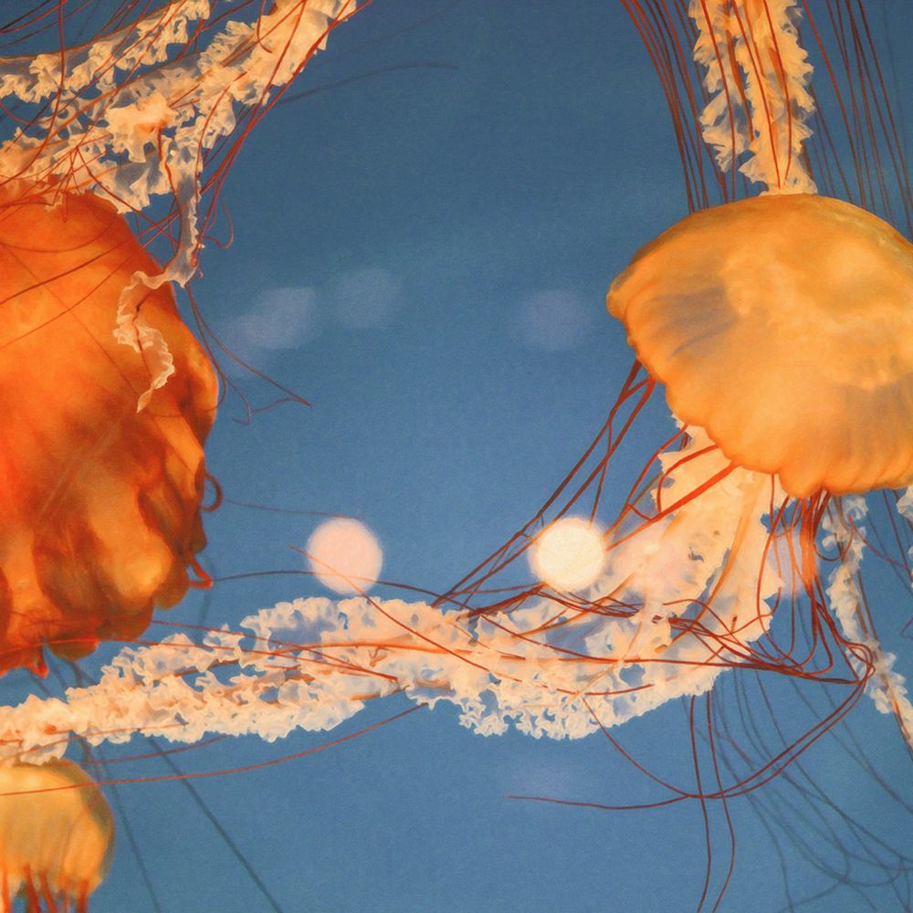 Jelly Fish 1 art print by Lynann Colligan for $57.95 CAD