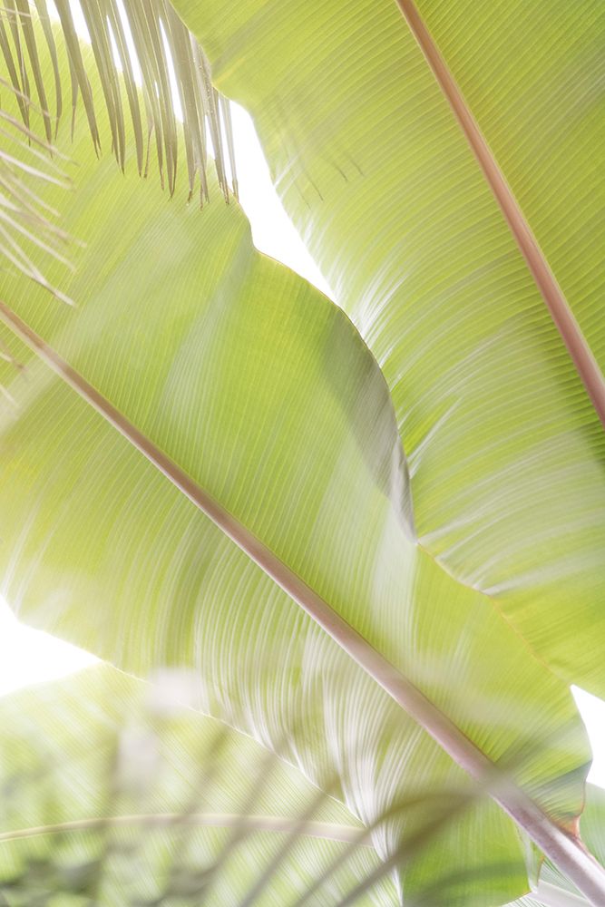 Palm Leaves No. 2 art print by Lynann Colligan for $57.95 CAD