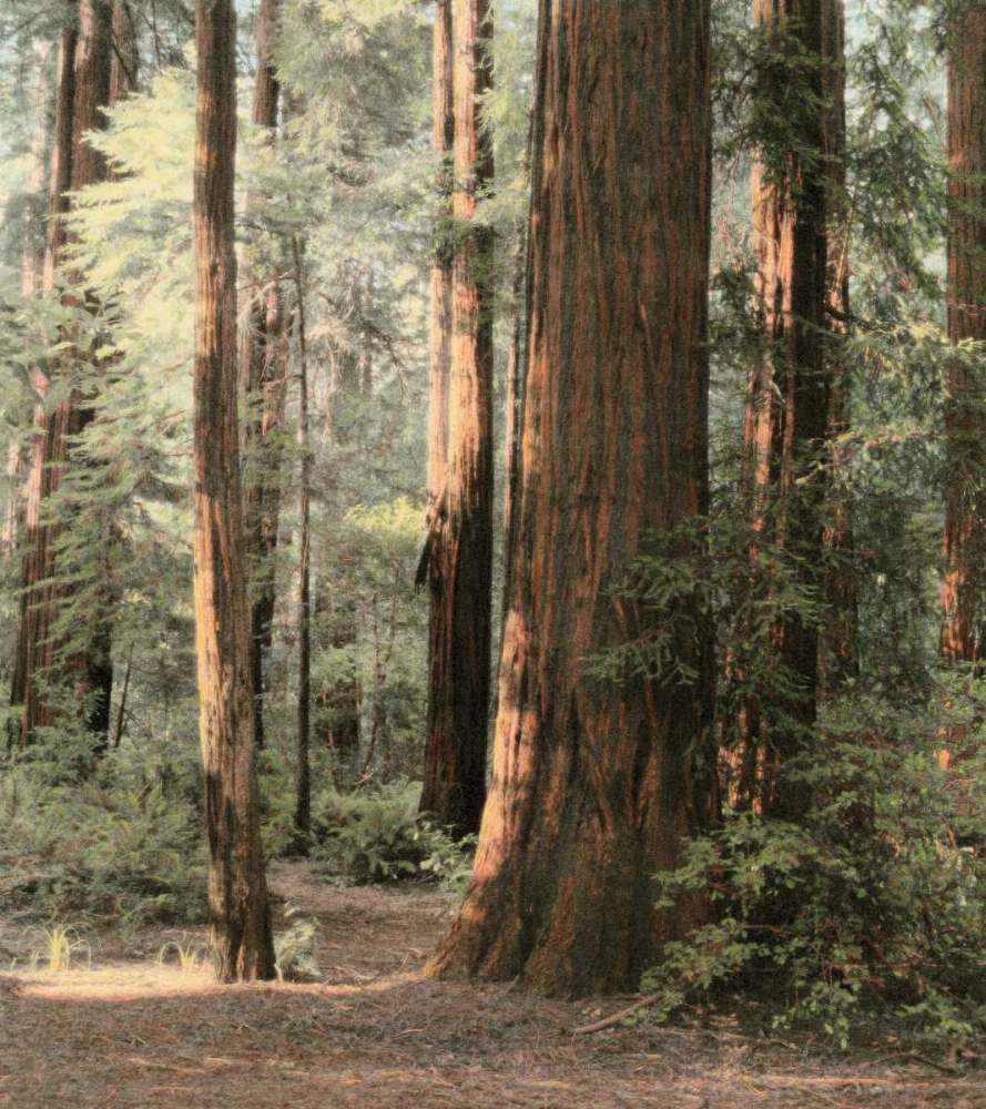 Redwoods 2 art print by Laura Culver for $57.95 CAD