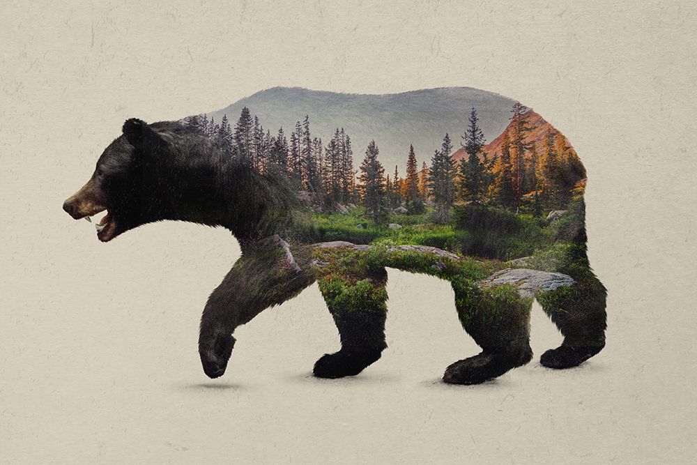 The North American Black Bear art print by Davies Babies for $57.95 CAD