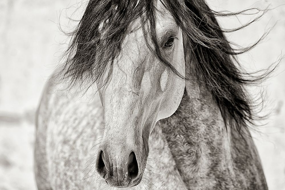 My Beautiful Mane art print by Lisa Dearing for $57.95 CAD