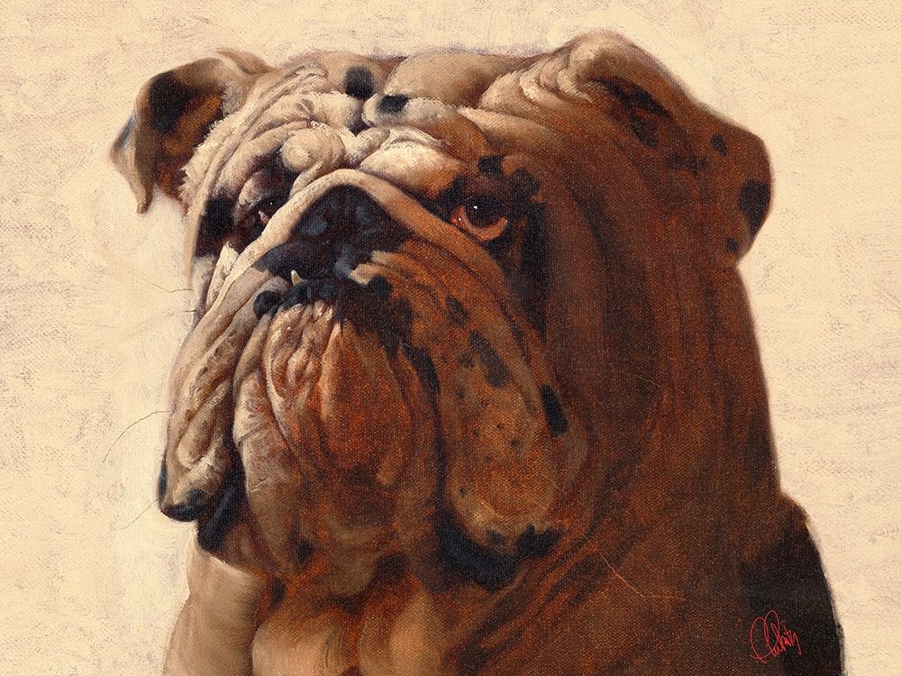 Bulldog art print by Thomas Fluharty for $57.95 CAD