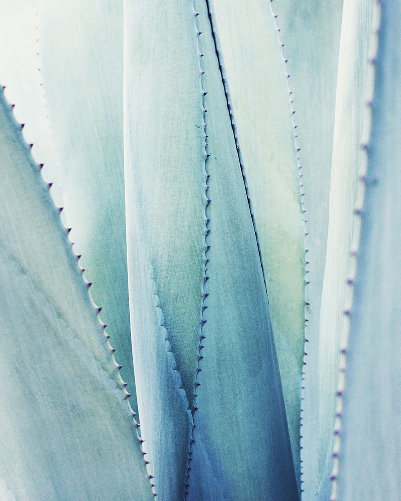 Pale Blue Agave No. 1 art print by Lupen Grainne for $57.95 CAD