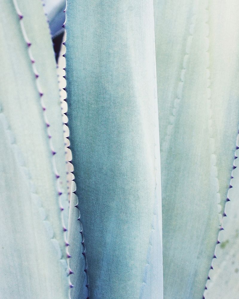 Pale Blue Agave No. 3 art print by Lupen Grainne for $57.95 CAD