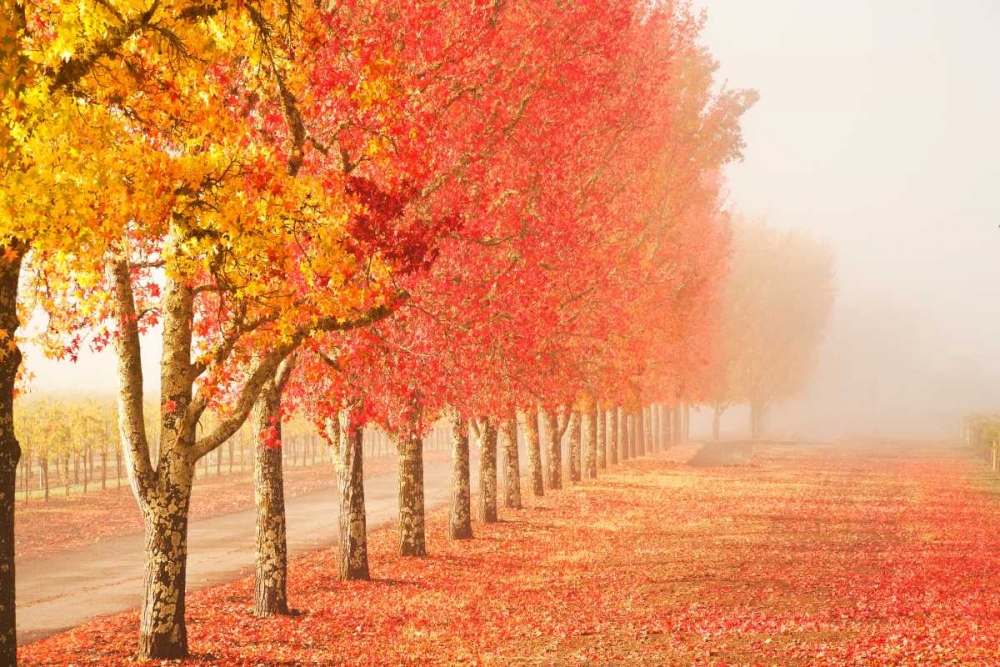 Fall Trees in the Mist art print by Abhi Ganju for $57.95 CAD