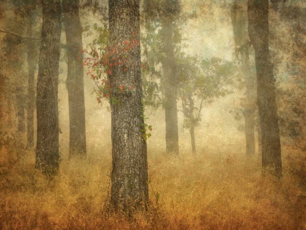 Oak Grove in Fog art print by William Guion for $57.95 CAD