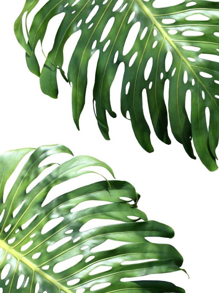 Double Philodendron - color art print by Lexie Greer for $57.95 CAD