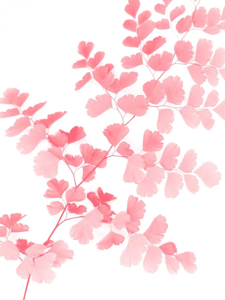 Pink Maidenhair art print by Lexie Greer for $57.95 CAD