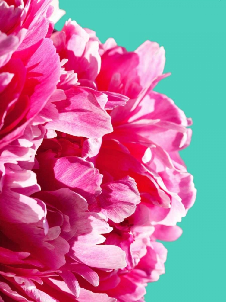 Pink Peony art print by Lexie Greer for $57.95 CAD