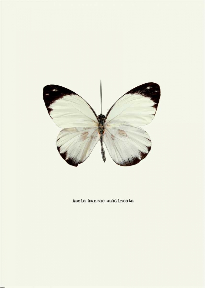 White Butterfly art print by GraphINC for $57.95 CAD