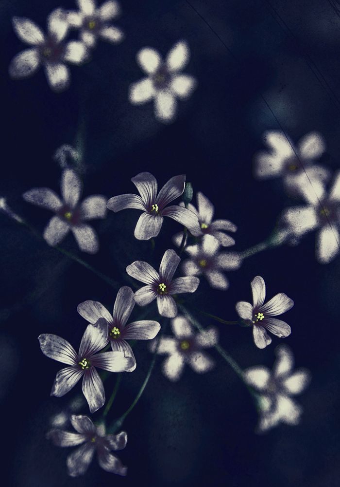 Small Flowers art print by Incado for $57.95 CAD
