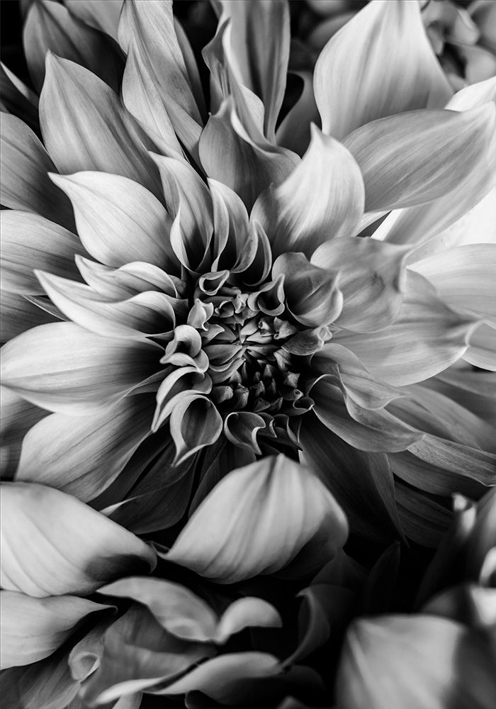 B And W Flower 4 art print by Incado for $57.95 CAD
