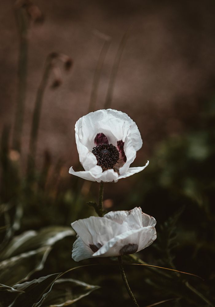 White Poppies art print by Incado for $57.95 CAD