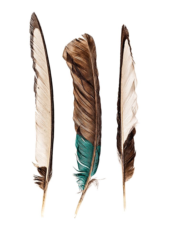Three Feathers art print by Incado for $57.95 CAD