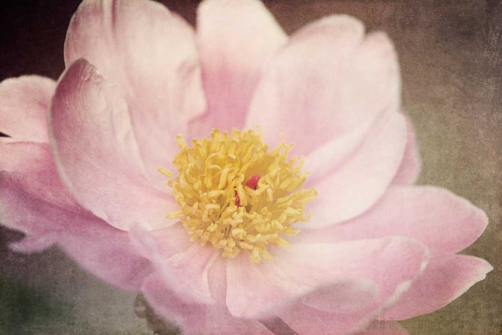 Peony in the Park art print by Dawn LeBlanc for $57.95 CAD