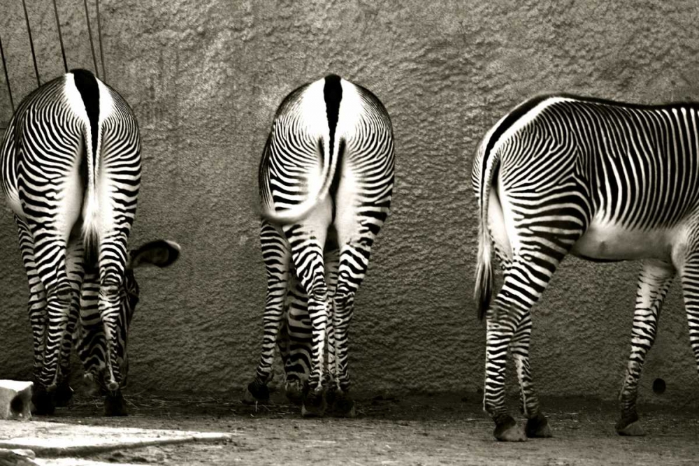 Zebra Butts art print by Courtney Lawhorn for $57.95 CAD