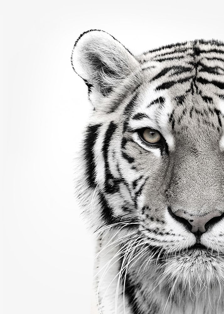 White Tiger art print by Design Fabrikken for $57.95 CAD