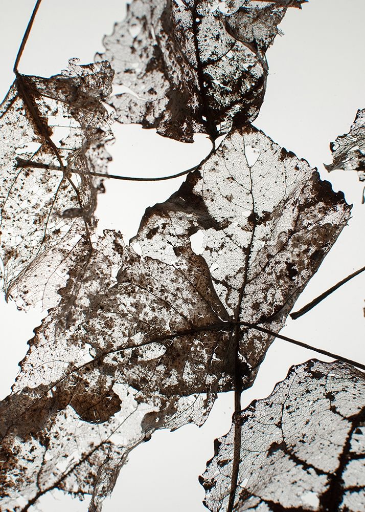 Leaves art print by Design Fabrikken for $57.95 CAD