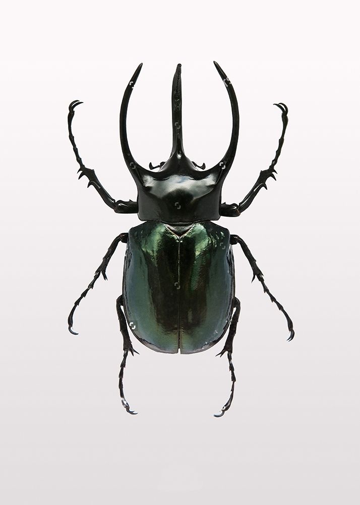 Beetle 2 art print by Design Fabrikken for $57.95 CAD
