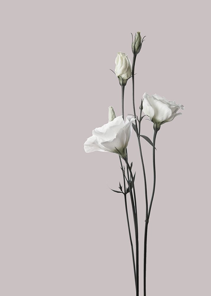 Flower 2 art print by Design Fabrikken for $57.95 CAD