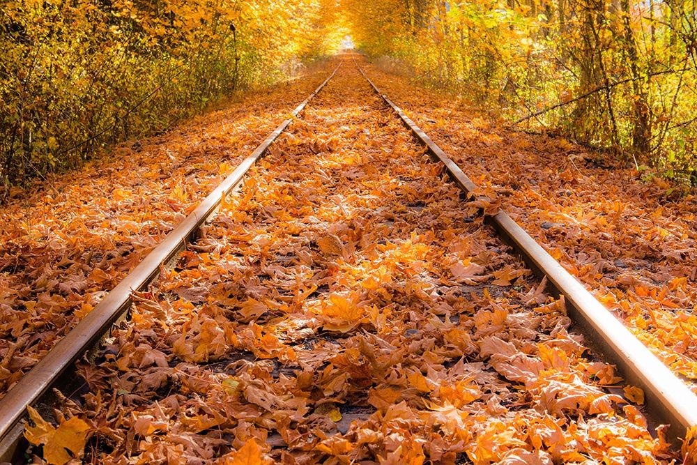 Train Tracks in The Fall art print by Tim Oldford for $57.95 CAD