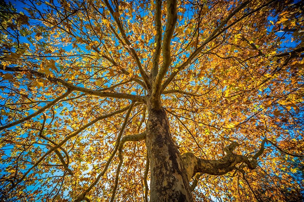 Fall Tree art print by Tim Oldford for $57.95 CAD