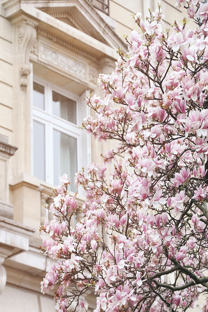 Pink Spring Magnolias in Paris art print by Carina Okula for $57.95 CAD