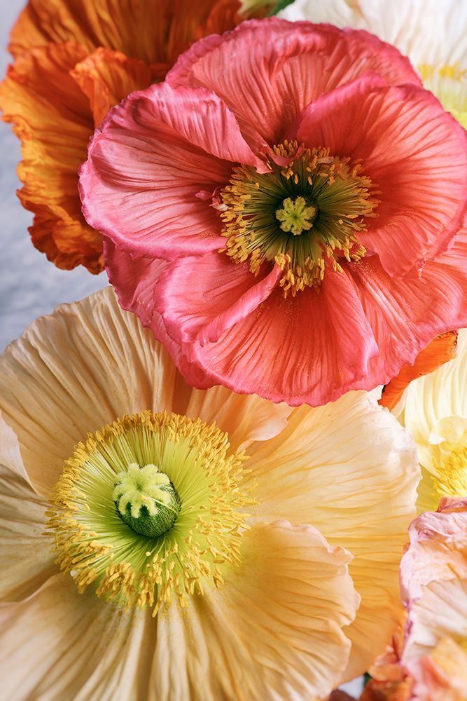 Spring Poppies art print by Carina Okula for $57.95 CAD