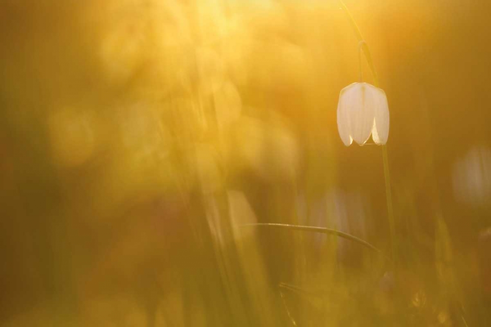 Golden art print by Roeselien Raimond for $57.95 CAD