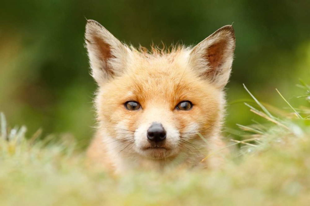 Bad Fur Day art print by Roeselien Raimond for $57.95 CAD