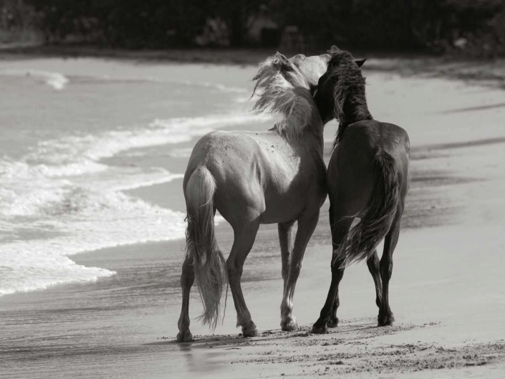 Young Mustangs on Beach art print by Traer Scott for $57.95 CAD