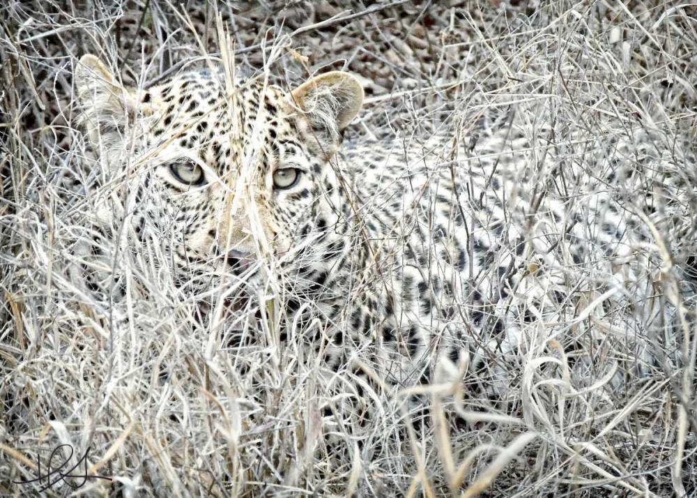 Leopard art print by Helene Sobol for $57.95 CAD