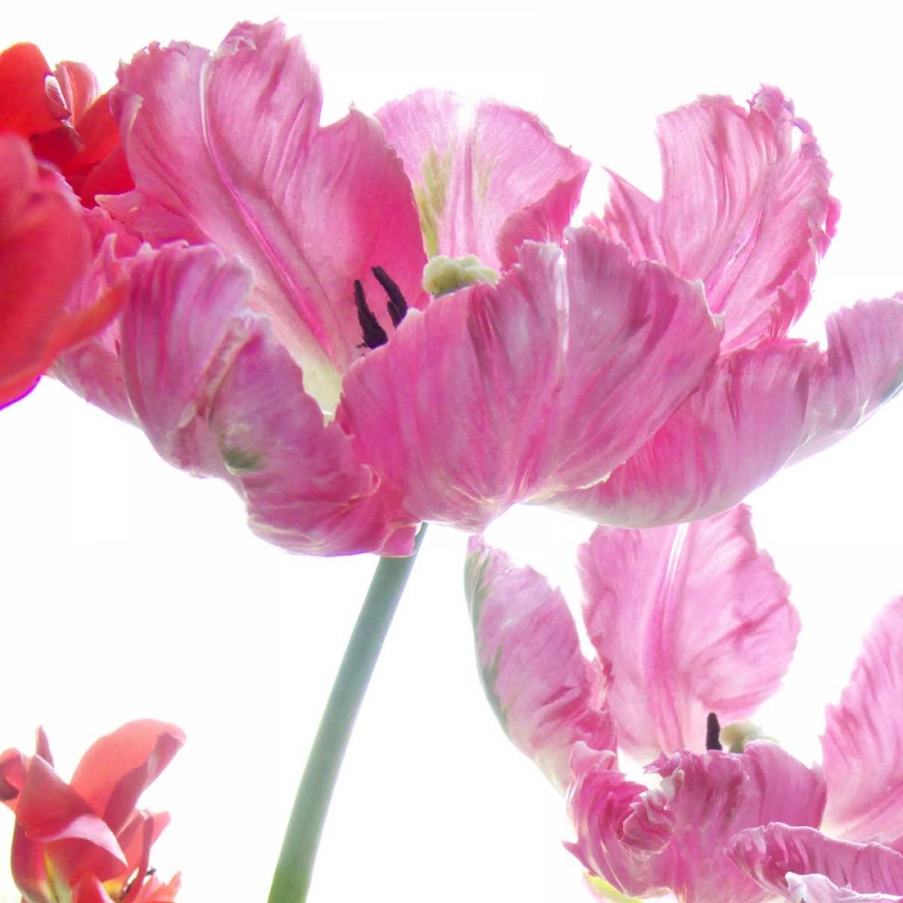 Parrot Tulips art print by Judy Stalus for $57.95 CAD