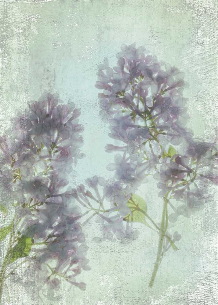 Lilac art print by Judy Stalus for $57.95 CAD