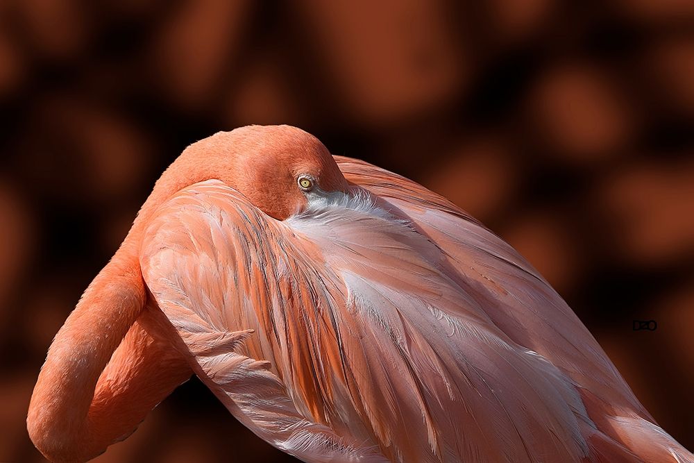 Flamingo art print by Don Spears for $57.95 CAD