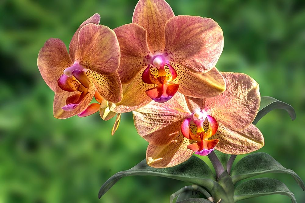 Orange Orchid art print by Don Spears for $57.95 CAD