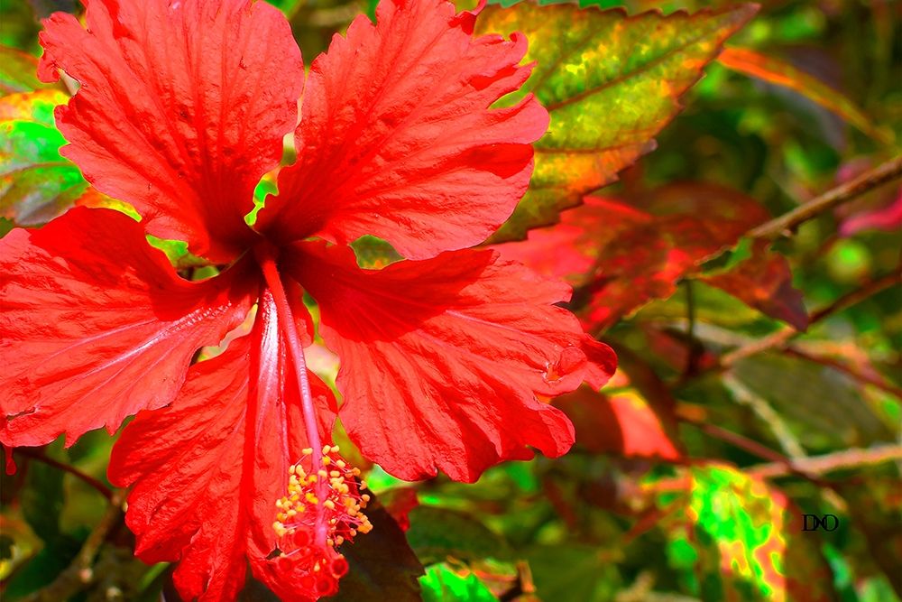 Red Hibiscus art print by Don Spears for $57.95 CAD