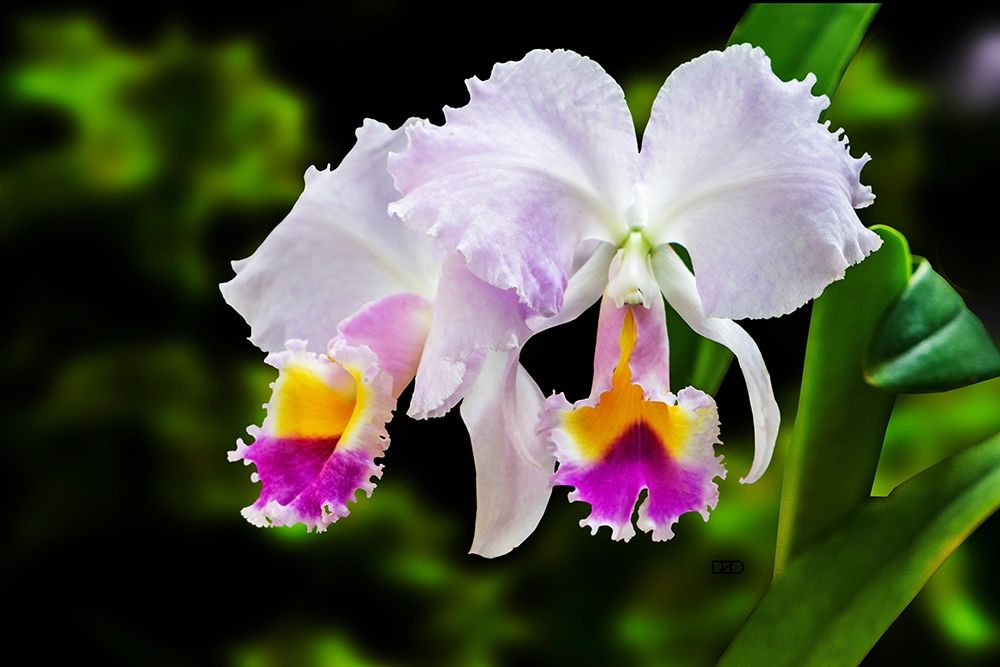 White, Yellow and Fuchsia Orchids art print by Don Spears for $57.95 CAD