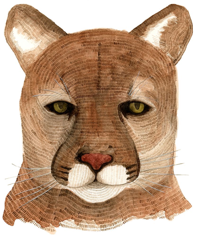 Cougar art print by Jeannine Saylor for $57.95 CAD