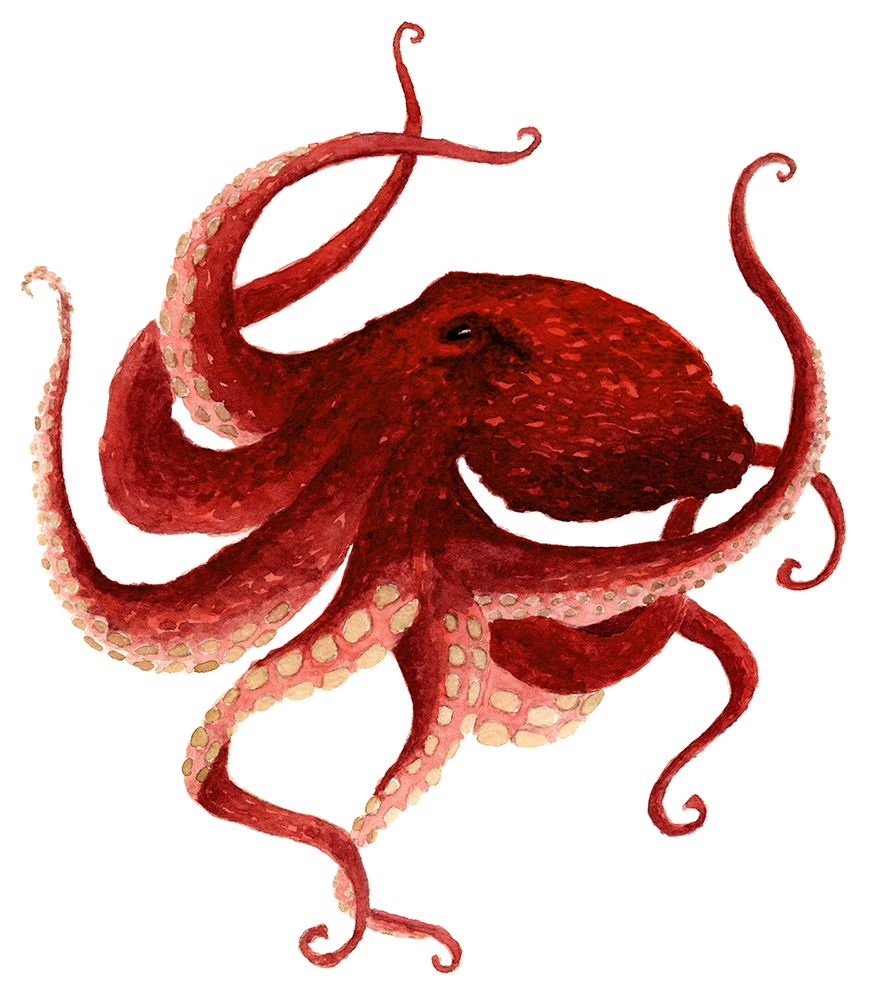 Giant Pacific Octopus - Red art print by Jeannine Saylor for $57.95 CAD