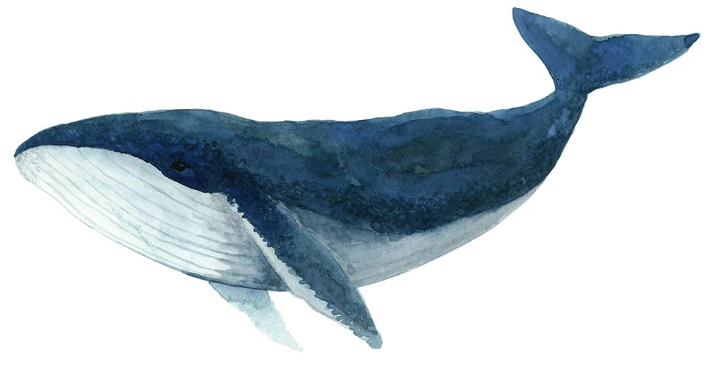Humpback Whale - Blue art print by Jeannine Saylor for $57.95 CAD