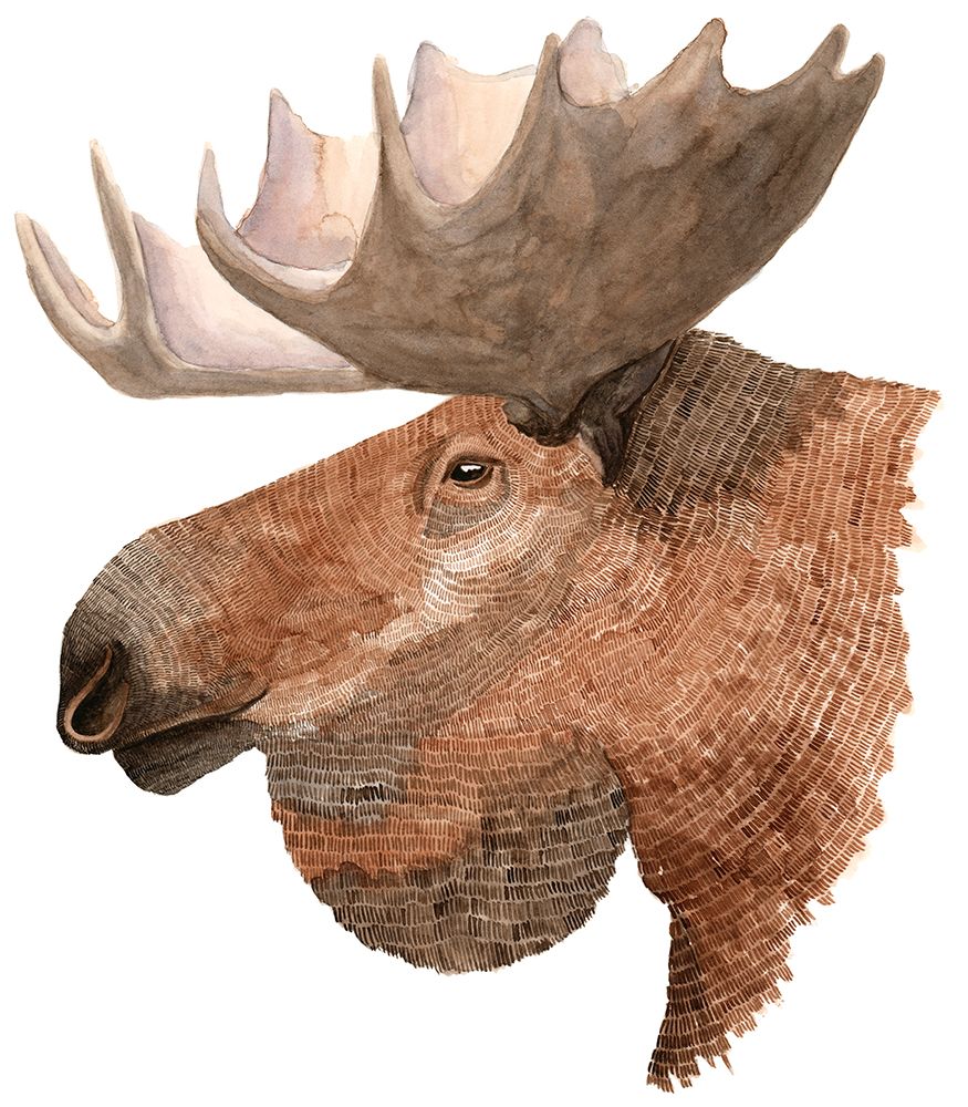 Moose art print by Jeannine Saylor for $57.95 CAD