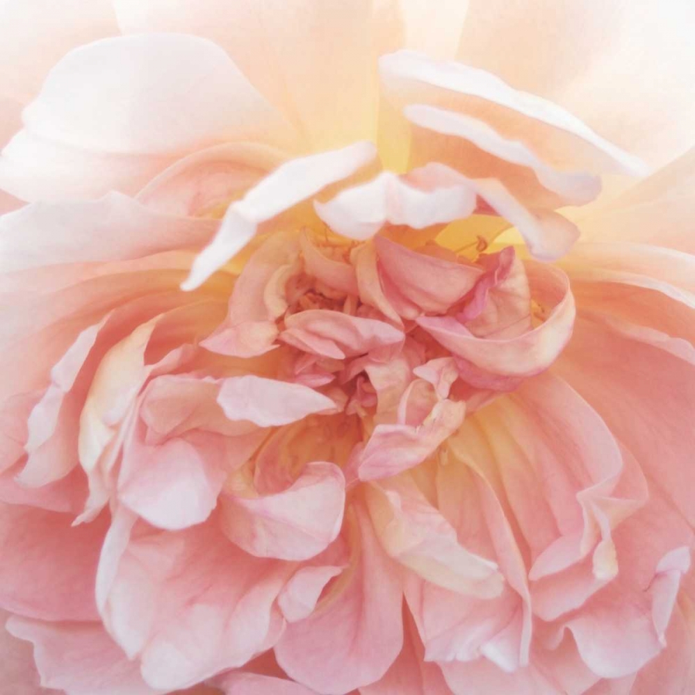 Heavenly Rose art print by Rebecca Swanson for $57.95 CAD