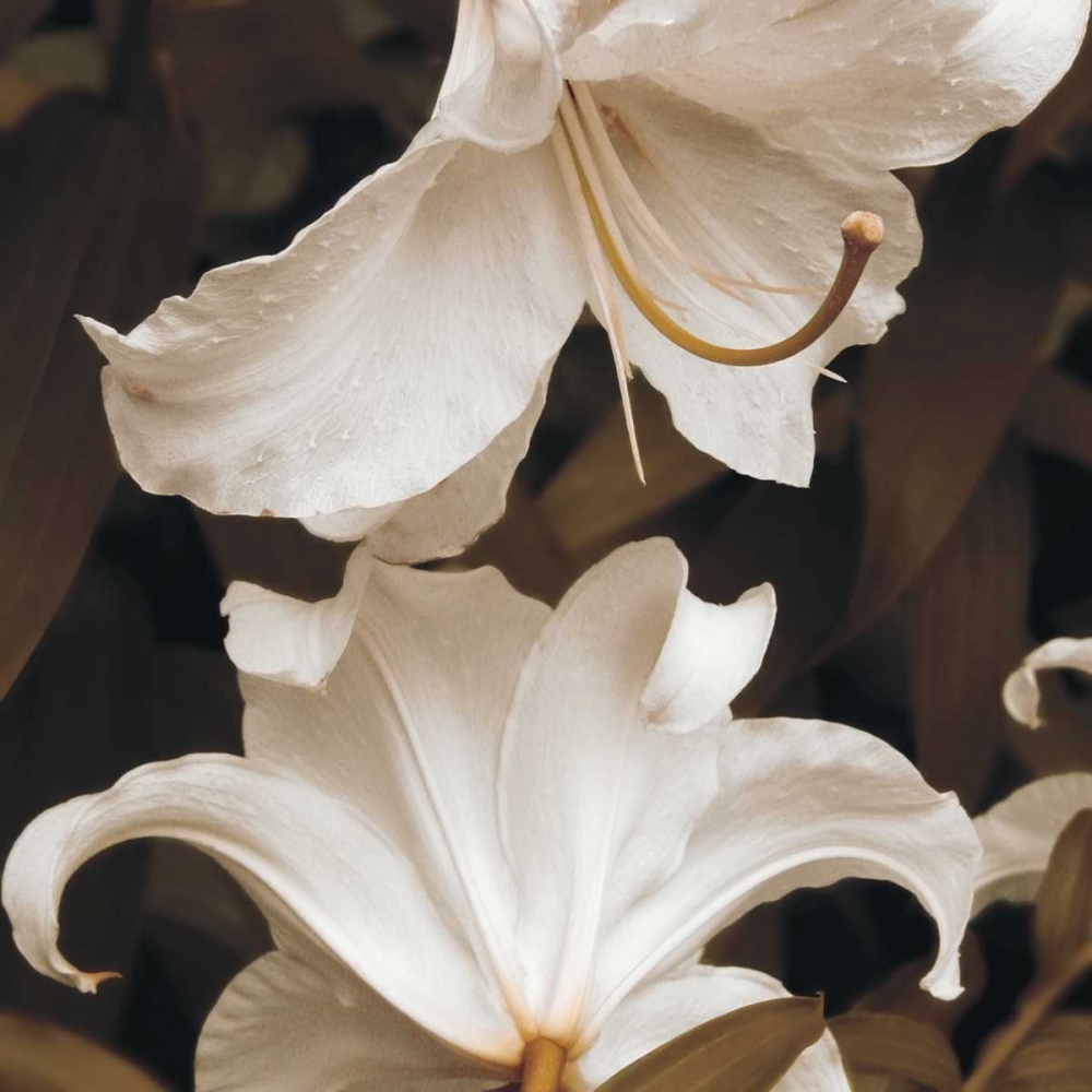 White Lilies art print by Rebecca Swanson for $57.95 CAD
