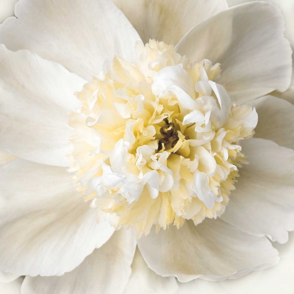 Peony Praise art print by Rebecca Swanson for $57.95 CAD