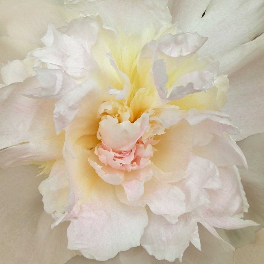 Paeonia art print by Rebecca Swanson for $57.95 CAD
