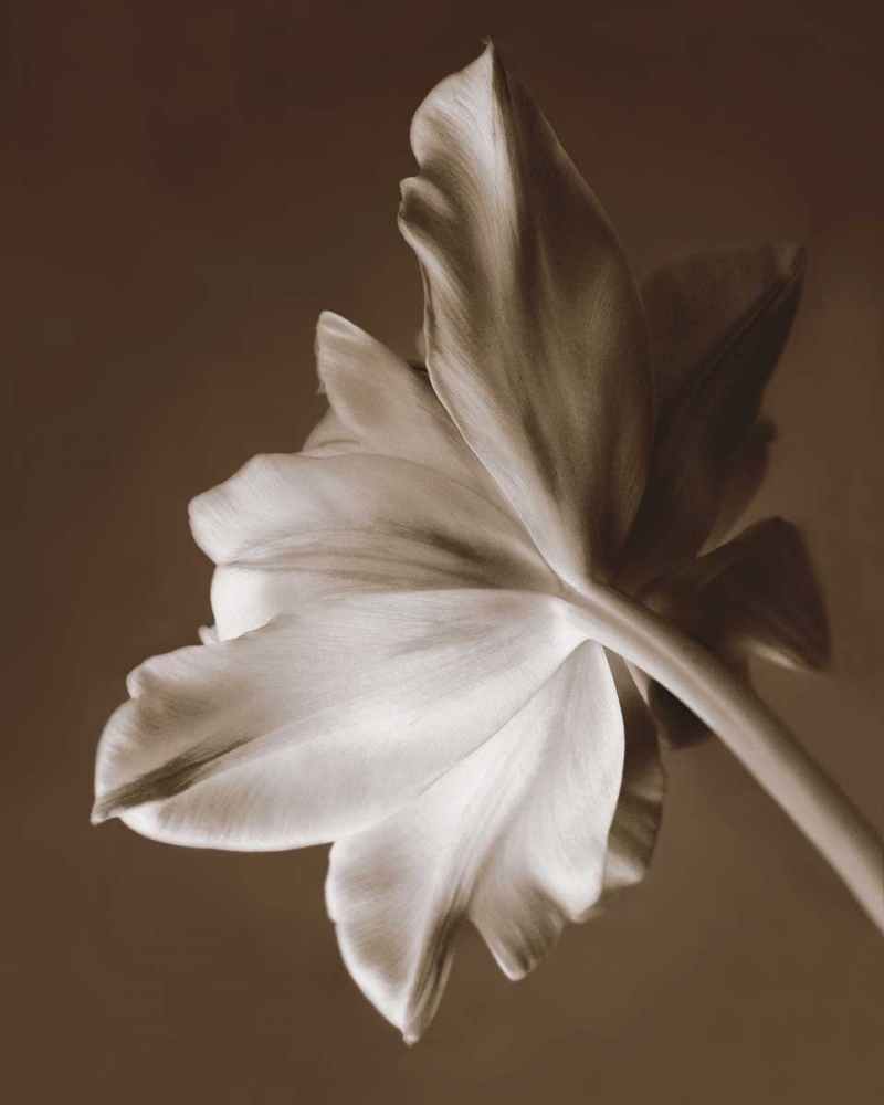 Moonglow Tulip art print by Rebecca Swanson for $57.95 CAD