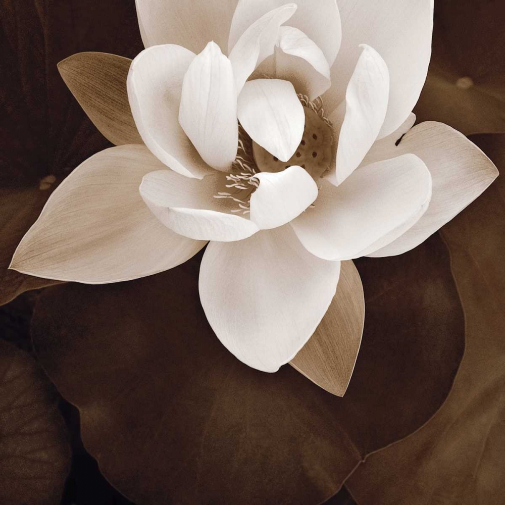 Amazon Lotus art print by Rebecca Swanson for $57.95 CAD